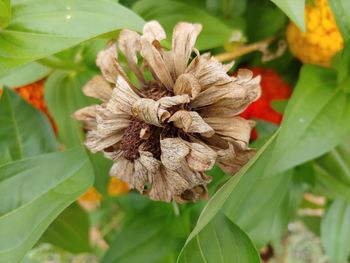 Close-up of wilted flower plant