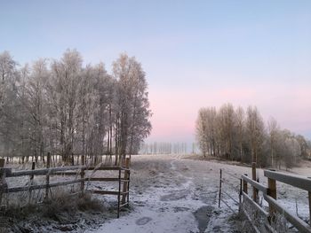 Bare trees on snow covered landscape against sky