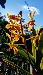 Close-up of flower against clear sky