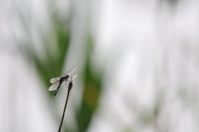 Close-up of butterfly on plant