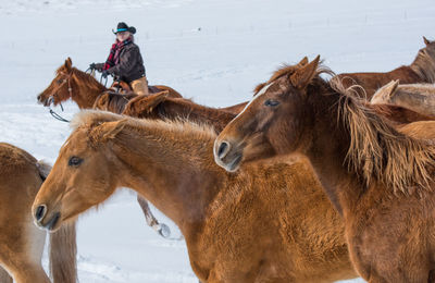 Horses in a field