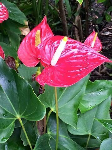 flower, red, freshness, growth, leaf, petal, fragility, beauty in nature, plant, flower head, pink color, nature, close-up, blooming, green color, focus on foreground, day, park - man made space, outdoors, field