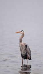 Great blue heron ardea herodias in the wetland and marsh at the myakka river state park 