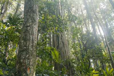 Low angle view of bamboo trees in forest