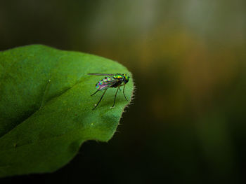 Close-up of fly on leaf