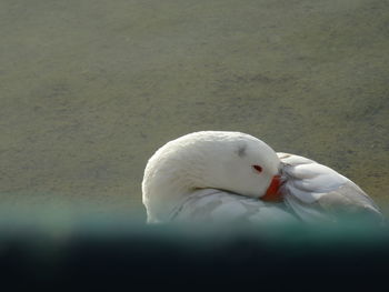 High angle view of white swan