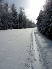 Snow covered road amidst trees on field