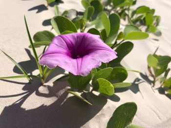 Close-up of pink flowering plant