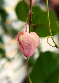 Close-up of pink flowering plant