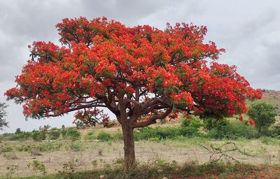 Red flowering tree on field against sky