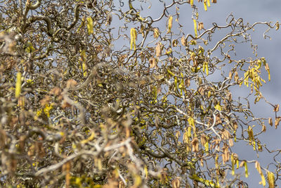 Low angle view of tree against sky