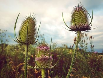 Close-up of thistle plant on field against sky