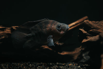 Close-up of fish swimming in aquarium