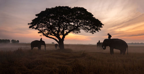 People riding elephants on land during sunset