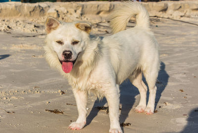 A white dog on a white beach