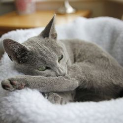 Close-up of cat resting