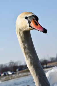 Close-up of swan