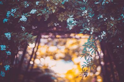 Close-up of flowering plant during autumn
