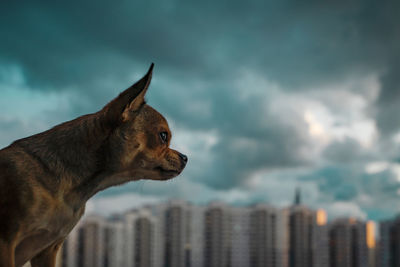 Side view of a dog looking away against clouds