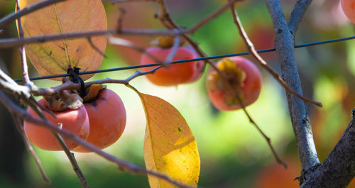 Close-up of fruit growing on tree