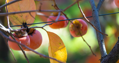 Close-up of fruit growing on tree