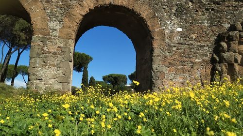 View of yellow flowering plants against clear sky