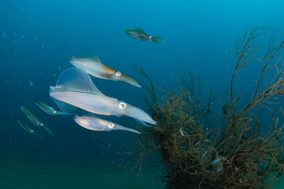 Spawning squid, wide angle