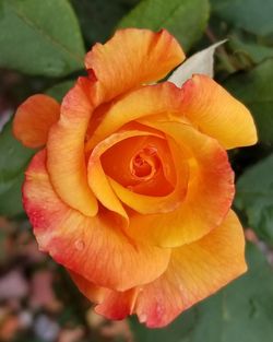 Close-up of orange rose