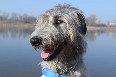 Close-up of dog by lake against sky