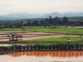 Scenic view of agricultural field against sky