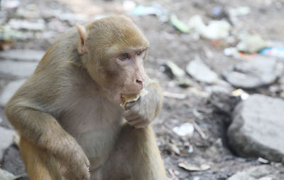 Portrait of monkey sitting on street