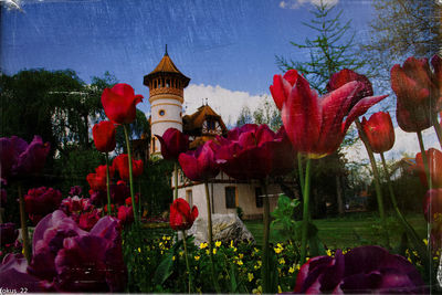 Close-up of flowers in lawn
