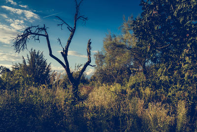 Trees on field against sky