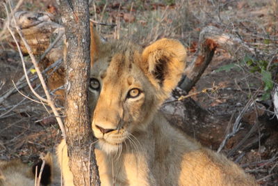 Close-up portrait of lion