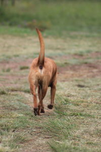 Sheep standing in a field