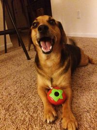 Close-up of dog sticking out tongue