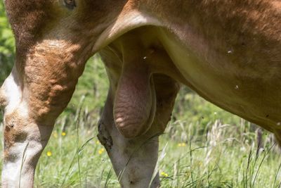 Horse grazing on field