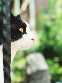 Close-up of a cat