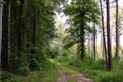 Trail amidst trees in forest