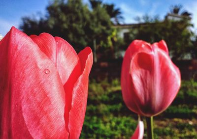 Close-up of pink flower blooming against sky