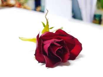 Close-up of red rose against white wall