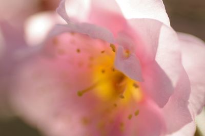 Close-up of pink flower