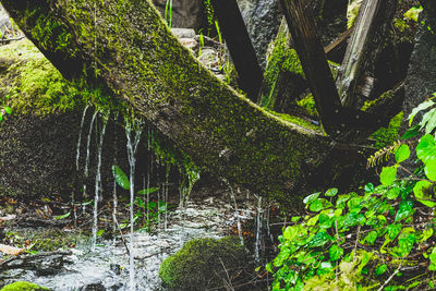 Close-up of moss growing on tree in forest