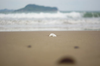 Surface level of shells on beach