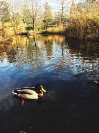 Swan swimming in lake