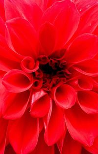 Full frame shot of red dahlia