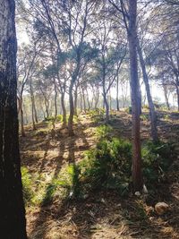 Trees growing in forest