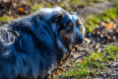 Close-up of dog