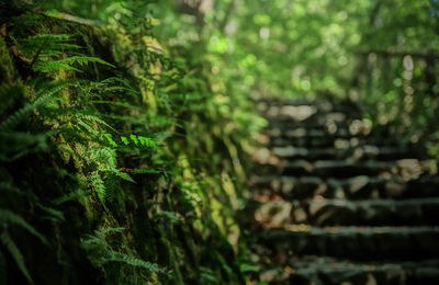 Close-up of fresh green plants in forest
