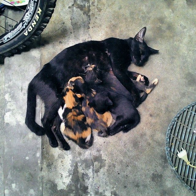 domestic animals, pets, animal themes, mammal, high angle view, one animal, domestic cat, cat, relaxation, dog, lying down, feline, resting, sleeping, black color, no people, street, day, sunlight, full length